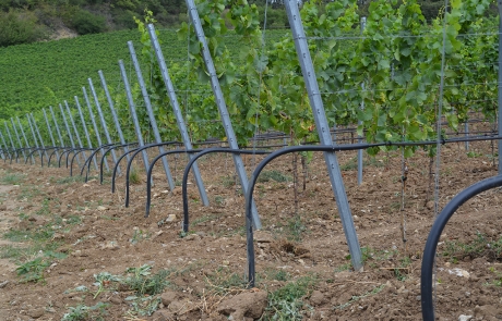 Reihen von Weinstöcken in einem Weinberg in Hanglage mit Metallspalieren und einem schwarzen Tropfbewässerungssystem auf braunem, felsigem Boden. Grünes Laub bedeckt die Rebstöcke und den Hintergrund des Hangs.