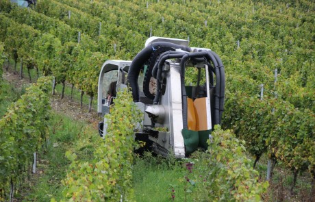 Ein Traubenvollernter bewegt sich zwischen den Reihen der Weinstöcke in einem üppigen, grünen Weinberg und sammelt während der Erntezeit die Trauben ein.
