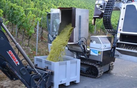 Eine Maschine erntet Weintrauben in einem Weinberg und befördert die Trauben aus dem Trichter in einen großen grauen Kunststoffbehälter auf dem Boden, während im Hintergrund grüne Weinreben zu sehen sind.