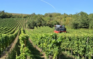 Ein roter Traktor fährt an einem sonnigen Tag zwischen den Reihen üppig grüner Weinstöcke in einem Weinberg, mit blauem Himmel und einigen Bäumen im Hintergrund.