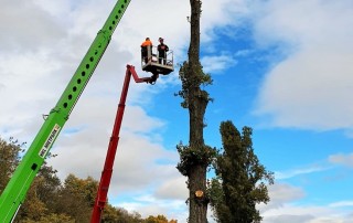 Zwei Arbeiter in Schutzkleidung stehen auf einer erhöhten Plattform und beschneiden einen hohen Baum mit einer Kettensäge unter Verwendung einer grünen Teleskopbühne. Die Szene spielt sich in der Nähe einer von Bäumen und Feldern gesäumten Straße unter einem teilweise bewölkten Himmel ab.