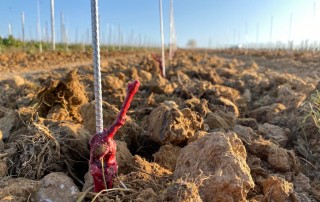 Nahaufnahme von jungen Rebstöcken mit schützenden Pfählen in einem sonnenbeschienenen, gepflügten Weinberg. Der Boden scheint trocken und steinig zu sein, und die Reihen der neu gepflanzten Rebstöcke erstrecken sich in die Ferne.