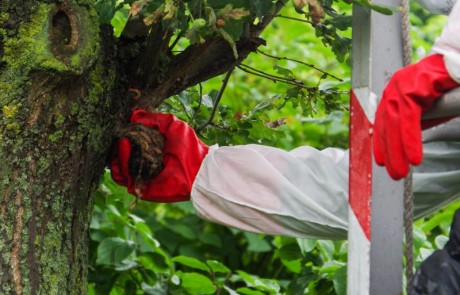 Eine Person, die rote Handschuhe und einen weißen Schutzanzug trägt, greift von einer Metallleiter aus in einen Baum, der von grünem Laub umgeben ist.