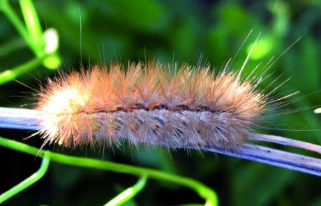 Nahaufnahme einer unscharfen, hellbraunen Raupe mit langen, stacheligen Haaren, die auf einem dünnen Pflanzenstängel sitzt, vor einem unscharfen, grünen, blattreichen Hintergrund.