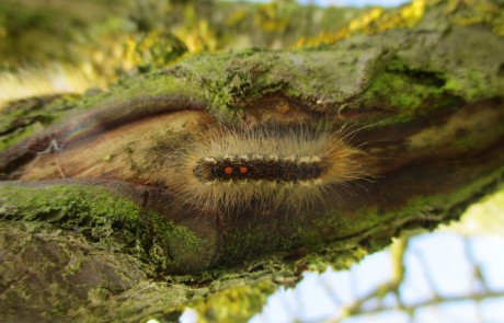 Eine haarige Raupe mit orangefarbenen Flecken krabbelt an einem moosbewachsenen Ast entlang, umgeben von strukturierter Rinde und gefiltertem Sonnenlicht.