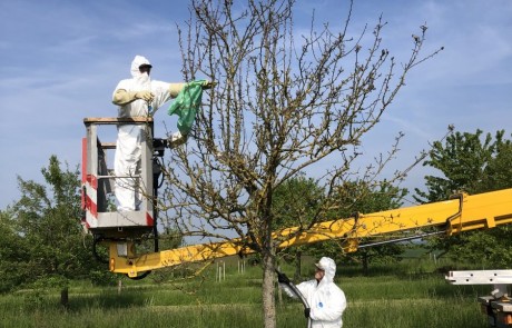 Zwei Personen in weißen Schutzanzügen arbeiten an einem kleinen Baum; eine steht auf einer gelben Hebebühne und hantiert mit einem grünen Gegenstand, während die andere darunter steht und einen Schlauch hält. Die Szene spielt sich an einem sonnigen Tag im Freien ab.