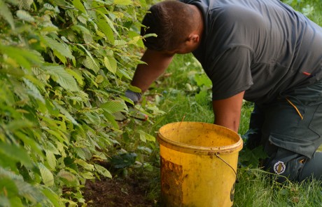 Eine Person, die ein graues Hemd und eine grüne Hose trägt, kniet im Gras neben einem Strauch und kümmert sich um die Pflanzen. Ein gelber Eimer steht in der Nähe auf dem Boden. Die Szene lässt an Garten- oder Hofarbeit denken.