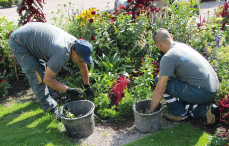 Zwei Personen in grauen Hemden und blauen Hosen sind bei der Gartenarbeit, hocken neben einem Blumenbeet mit bunten Blumen und füllen an einem sonnigen Tag Pflanzen oder Unkraut in schwarze Eimer.