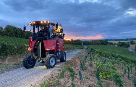 Ein roter Traubenvollernter fährt bei Sonnenuntergang auf einer unbefestigten Straße durch einen Weinberg, mit Reihen von Weinstöcken auf beiden Seiten und dramatischen Wolken über dem Kopf.