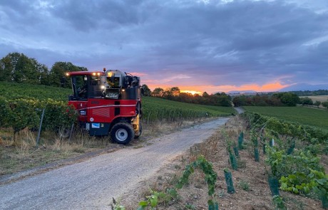 Eine rote Erntemaschine steht in einem Weinberg bei Sonnenuntergang, mit Reihen von Weinstöcken auf beiden Seiten eines schmalen Feldwegs unter einem dramatischen, bewölkten Himmel. In der Ferne sind Bäume und Felder zu sehen.