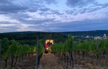 Ein Weinberg in der Abenddämmerung mit Reihen von Weinstöcken, die zu einem hell erleuchteten Traktor in der Mitte führen. Im Hintergrund sind sanfte Hügel und ein bewölkter Himmel zu sehen.
