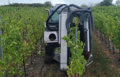 Eine Erntemaschine bewegt sich an einem bedeckten Tag zwischen den Reihen der Weinstöcke in einem Weinberg und sammelt die Trauben ein. Die grünen Rebstöcke und Blätter umgeben die Maschine auf beiden Seiten.