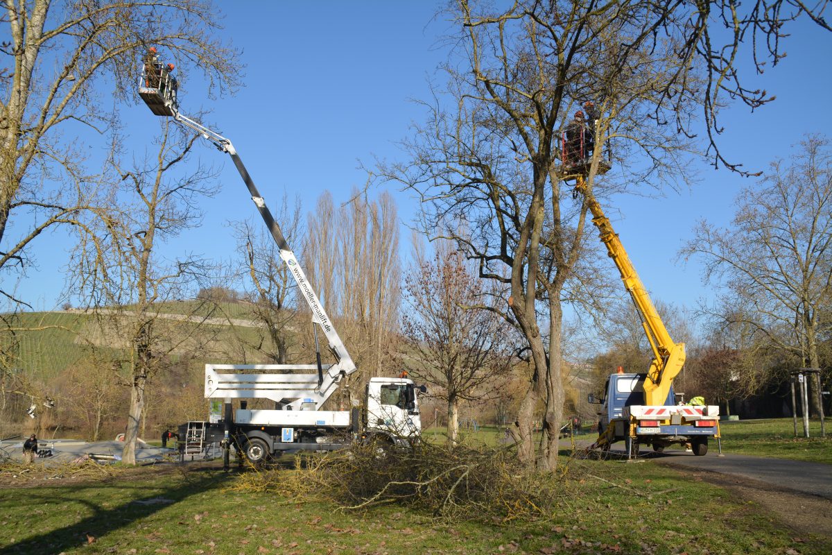 Zwei Lastwagen mit erhöhten Arbeitsbühnen halten Arbeiter, die an einem sonnigen Tag hohe, blattlose Bäume beschneiden. Die Zweige liegen auf dem Rasen verstreut, und im Hintergrund ist eine ländliche Landschaft mit Hügeln zu sehen.