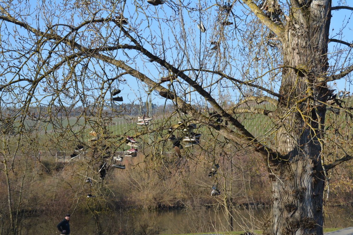 Ein großer Baum mit vielen Paar Schuhen, die von seinen Ästen hängen, in einer natürlichen Landschaft in der Nähe eines Flusses, mit einer Person, die im Hintergrund läuft. Der Himmel ist klar und blau.