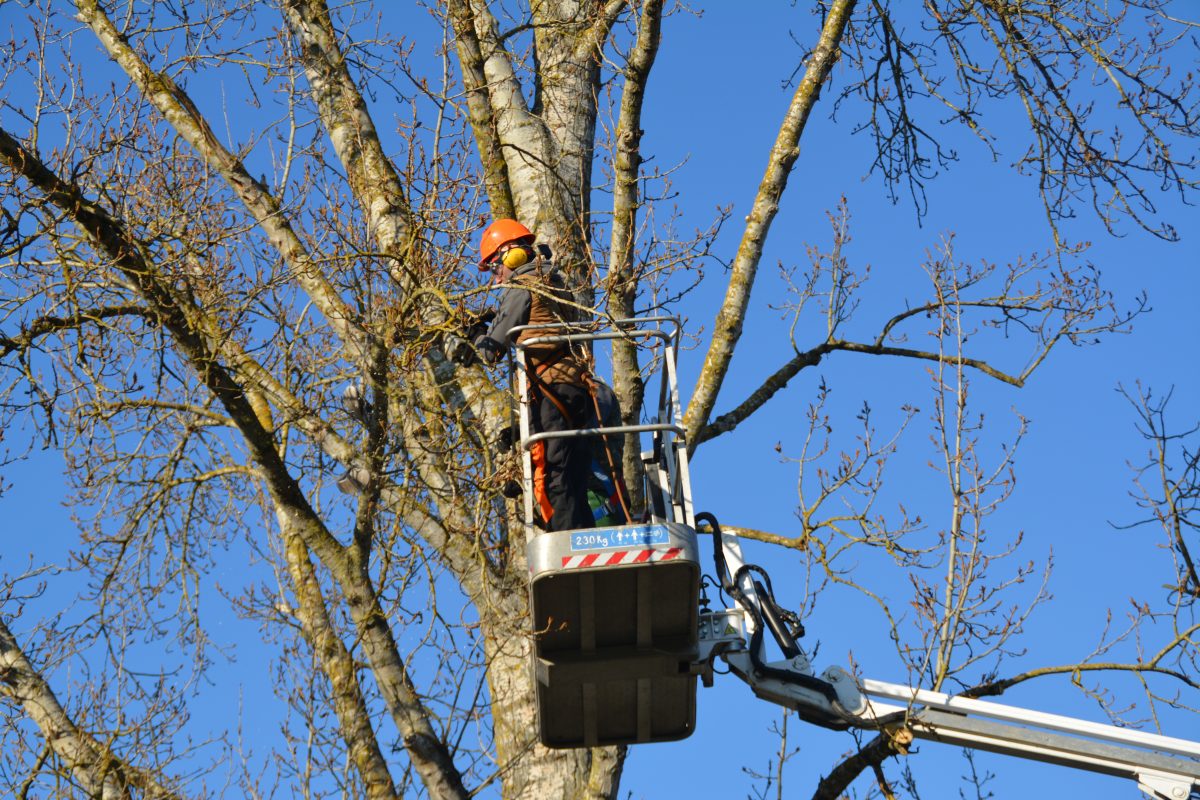 Eine Person mit Sicherheitsausrüstung steht in einer Hebebühne und beschneidet bei strahlend blauem Himmel Äste von einem hohen Baum.
