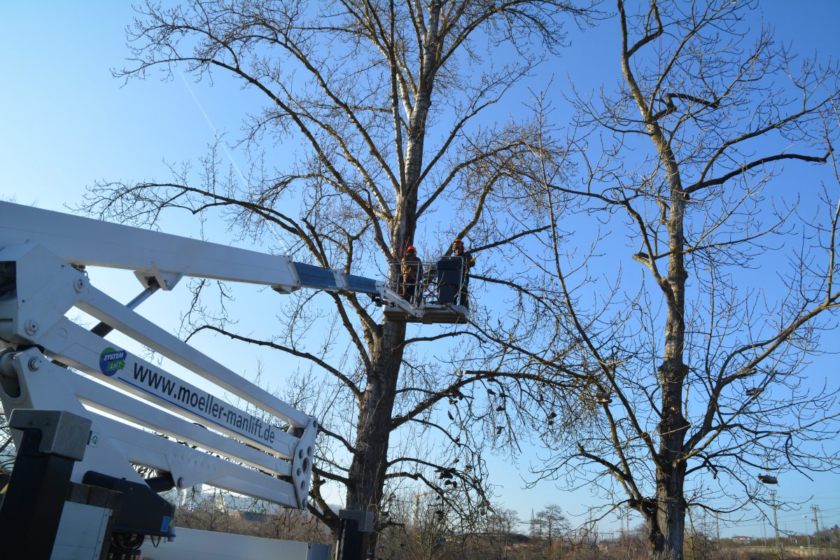 Zwei Arbeiter in einer Hebebühne beschneiden hohe, blattlose Bäume vor einem strahlend blauen Himmel. Der Aufzug wird von einem weißen Fahrzeug mit der Aufschrift moeller-mantau.de ausgefahren.