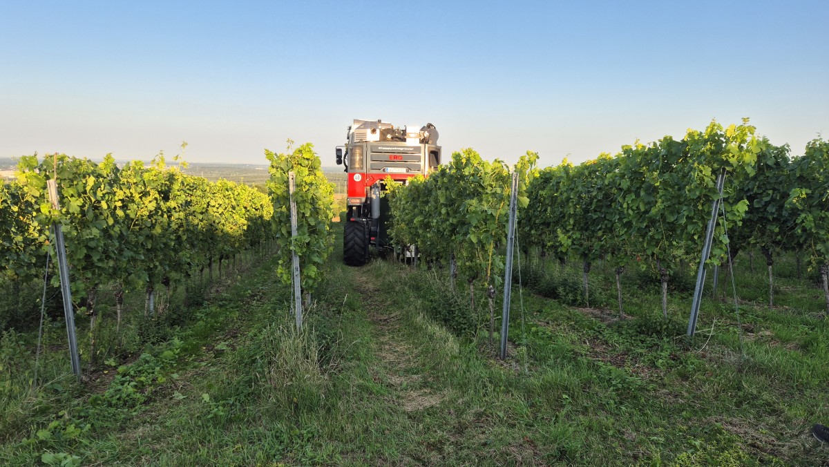 Eine große Erntemaschine bewegt sich durch die Reihen grüner Weinstöcke in einem Weinberg unter einem klaren blauen Himmel, mit üppigem Laub und Gras zwischen den Reihen. Eine große Erntemaschine bewegt sich durch die Reihen grüner Weinstöcke in einem Weinberg unter einem klaren blauen Himmel, mit üppigem Laub und Gras zwischen den Reihen.