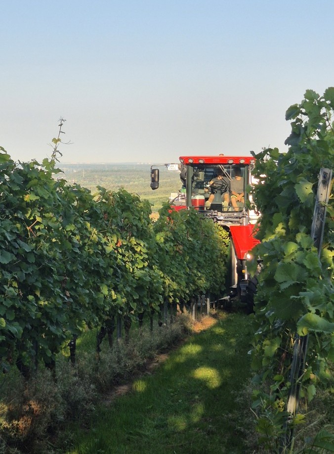 Ein roter Mähdrescher fährt an einem sonnigen Tag in einem Weinberg zwischen den Reihen üppig grüner Weinstöcke hindurch, während im Hintergrund Felder und blauer Himmel zu sehen sind. Ein roter Mähdrescher fährt an einem sonnigen Tag in einem Weinberg zwischen den Reihen üppig grüner Weinstöcke hindurch, während im Hintergrund Felder und blauer Himmel zu sehen sind.