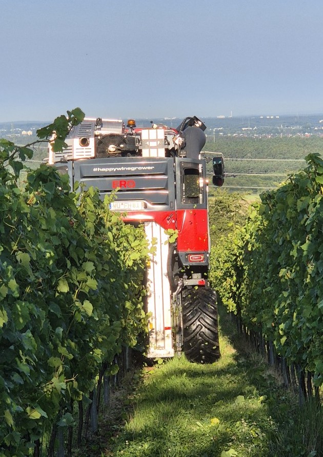 Ein rot-weißer Traubenvollernter fährt unter freiem Himmel durch schmale Weinbergreihen. Eine Person steht oben auf der Maschine, umgeben von üppig grünen Weinstöcken. Im Hintergrund sind Felder und entfernte Gebäude zu sehen. Ein rot-weißer Traubenvollernter fährt unter freiem Himmel durch schmale Weinbergreihen. Eine Person steht oben auf der Maschine, umgeben von üppig grünen Weinstöcken. Im Hintergrund sind Felder und entfernte Gebäude zu sehen.