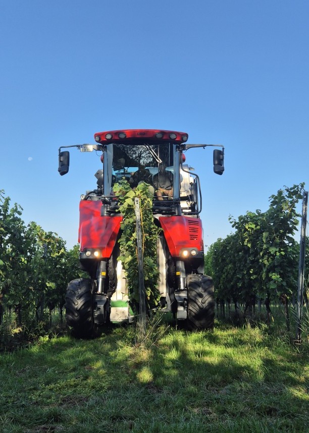 Eine rote Landmaschine fährt unter strahlend blauem Himmel durch die Reihen der grünen Weinstöcke in einem Weinberg. Eine rote Landmaschine fährt unter strahlend blauem Himmel durch die Reihen der grünen Weinstöcke in einem Weinberg.