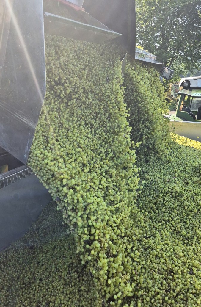 Eine große Menge grüner Trauben wird während der Weinlese aus einer Maschine geschüttet und bildet einen Haufen im hellen Sonnenlicht, während im Hintergrund Bäume zu sehen sind. Eine große Menge grüner Trauben wird während der Weinlese aus einer Maschine geschüttet und bildet einen Haufen im hellen Sonnenlicht, während im Hintergrund Bäume zu sehen sind.