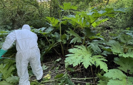 Eine Person in einem weißen Schutzanzug schneidet große grüne Pflanzen mit dicken Stämmen in einem dichten, belaubten Waldgebiet.