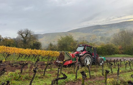 Ein roter Traktor arbeitet in einem Weinberg mit Reihen von Weinstöcken unter einem bewölkten Himmel. Gelbes Laub säumt den Weinberg, mit sanften Hügeln und Bäumen im nebligen Hintergrund.