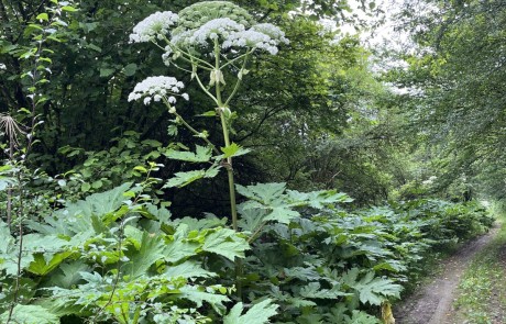 Eine hohe Pflanze mit großen Blättern und schirmförmigen Büscheln kleiner weißer Blüten wächst neben einem schmalen Feldweg in einem üppigen, grünen Wald.