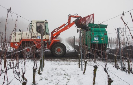 Ein Traktor mit Frontlader entlädt an einem nebligen Tag in einem verschneiten Weinberg Material in einen grünen Anhänger. Die Rebstöcke sind kahl, und der Boden ist mit Schnee bedeckt.