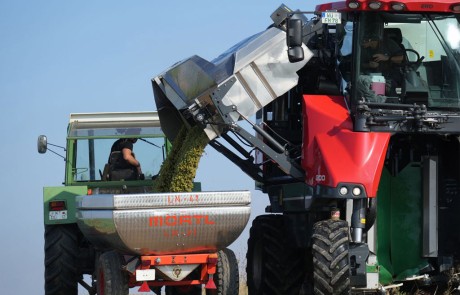 Eine rote Landmaschine entlädt an einem sonnigen Tag geerntete grüne Weintrauben in einen Metallanhänger, der an einen grünen Traktor angehängt ist, während Arbeiter beide Fahrzeuge bedienen.