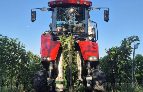 Ein großer roter Traktor fährt in einem Weinberg unter blauem Himmel zwischen den Reihen der Weinreben hindurch und verrichtet landwirtschaftliche Arbeiten zwischen den Pflanzen.